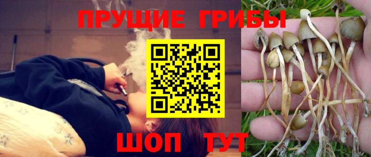 Псилоцибиновые грибы Psilocybine cubensis  Вход с VPN  Киржач 